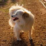 Appena entrati veniamo subito accolti in maniera festosa da alcuni ospiti. Tra questi c�� Carletto, un cagnolino bianco che ha solo tre zampe